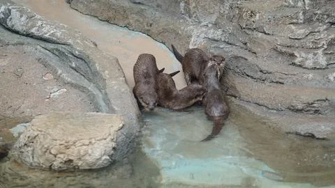 Beavers or Lutrinae Stock Photos