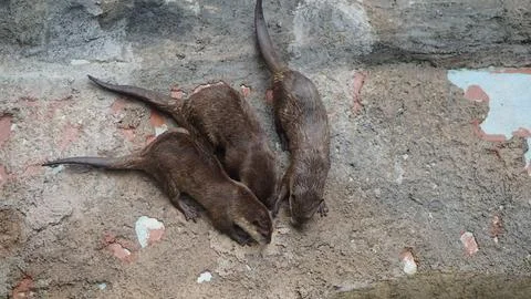 Beavers or Lutrinae Foto stock