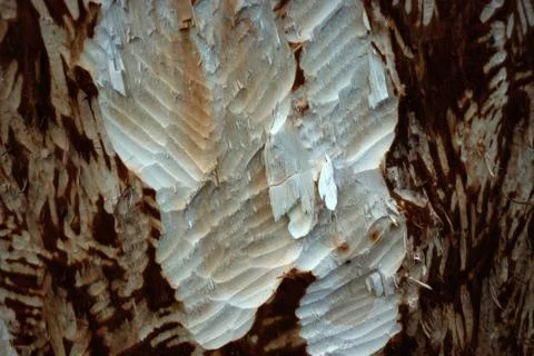 Beavers - prints of teeth   take 2 Stock-Fotos