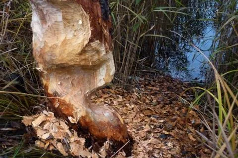 Beavers - prints of teeth   take 3 Stock Photos