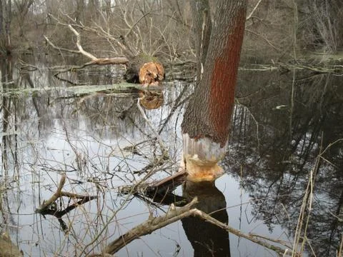 Beavers record take 2 Stock Photos