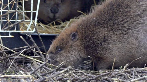 BEAVERS RELEASED FROM CAGE Stock Footage 240486364