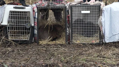 BEAVERS RELEASED INTO LOCH LOMOND Stock Footage 240471702