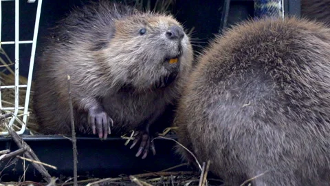 BEAVERS RELEASED INTO LOCH LOMOND Stock Footage 240620018