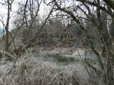 The beavers  work upper the river..... Serie 22. from 23 shots Stock Photos