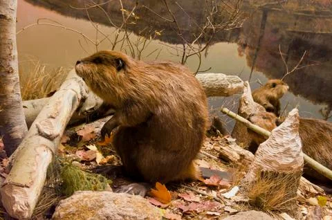 Beavers working Stock Photos