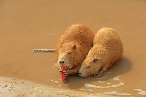 Beavers in the zoo Stock Photos