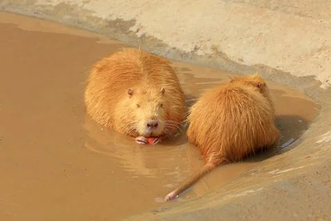 Beavers in the zoo 스톡 사진