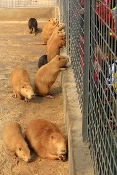 Beavers in the zoo Stock Photos
