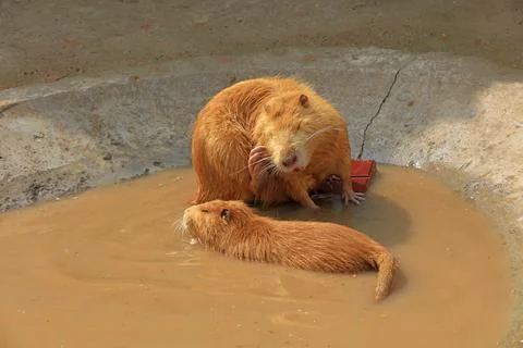 Beavers in the zoo Stock Photos