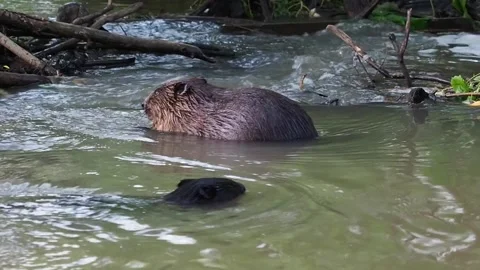 Beavers_2 Stockbeeldmateriaal 135277955