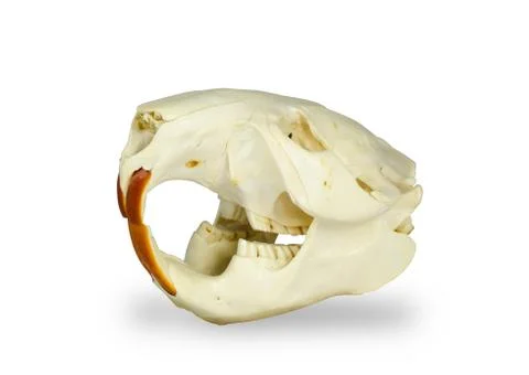 Beaverskull Stock Photos