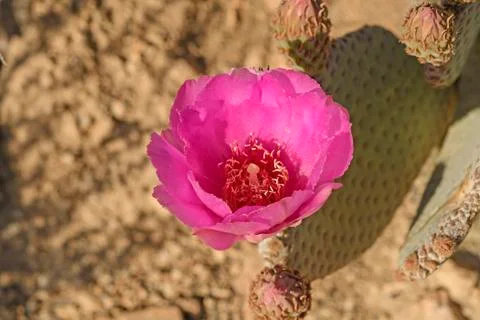 Beavertail Cactus in Bloom Photos