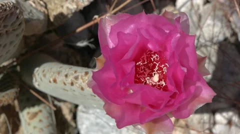 Beavertail cactus with flower Stock Footage 10950336