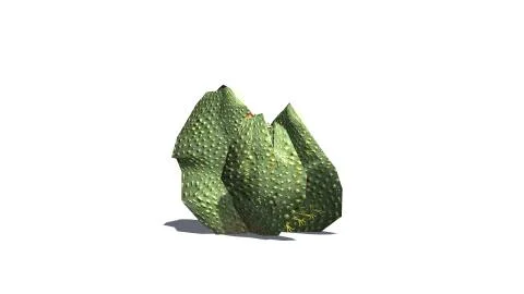 Beavertail Cactus -  isolated on white background Stock Illustration