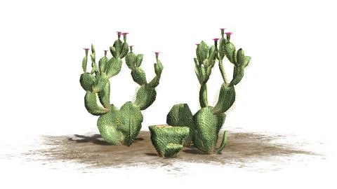 Beavertail Cactus -  isolated on white background Stock Illustration