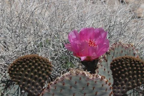 Beavertail Cactus Foto stock