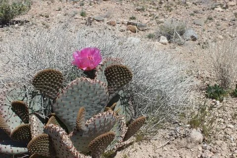 Beavertail Cactus Stock Photos