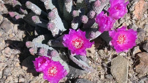 Beavertail Prickly Pear Cactus Flower Stock Footage 77875527