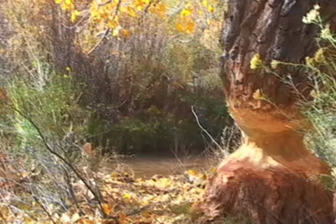 BeaverTree 02 Stockbeeldmateriaal 7762745