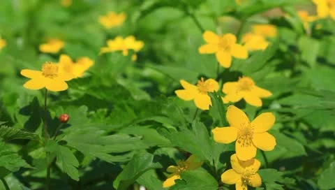 Beaytiful yellow flowers Stock Footage 10897563