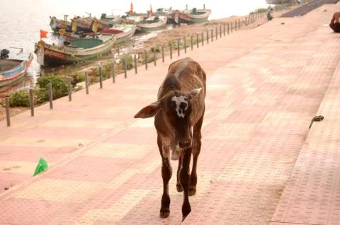 Beby cow Stock Photos