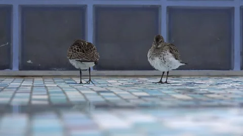 Becasseau pond Video stock 320340142