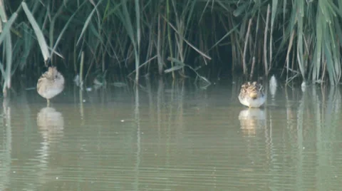 BECCACCINO, SNIPE BIRDS 2 Stock Footage 38579797