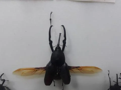 Beceas Becari 스톡 사진