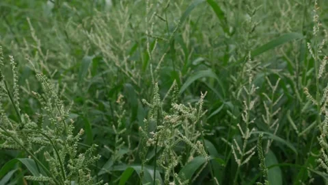 Beckman Grass Fresh Flowering Stems Stock Footage 320604449