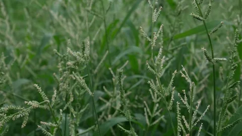 Beckman Grass Fresh Flowering Stems Stock Footage 323901903