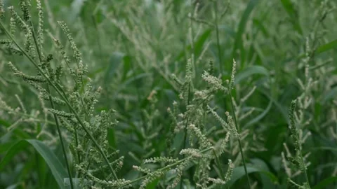 Beckman Grass Fresh Flowering Stems Stock Footage 323901968