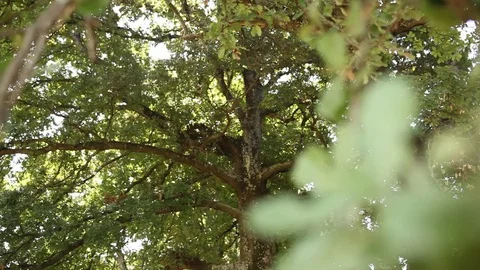 Bed and tv_2 Stock Footage 93866762