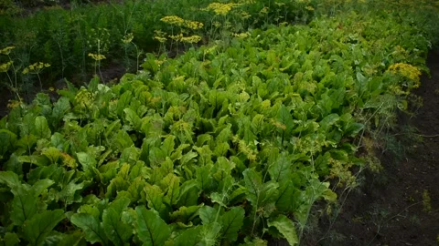 Bed with beets Stock Footage 138427597