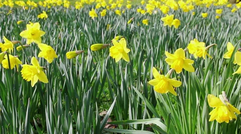 A bed of blooming daffodils swaying in the wind, full frame Stock Footage 39038567