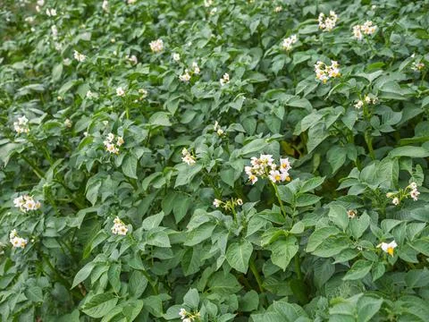 Bed of blooming potato plants. Patch of Solanum tuberosum growing in garden. Stock Photos