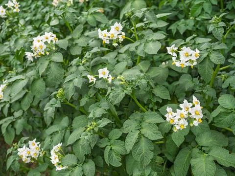Bed of blooming potato plants. Patch of Solanum tuberosum growing in garden. Stock Photos