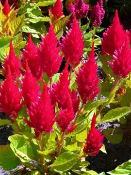 A bed of brightly-raspberry-healing decorates the flower bed with its beauty Stock Photos