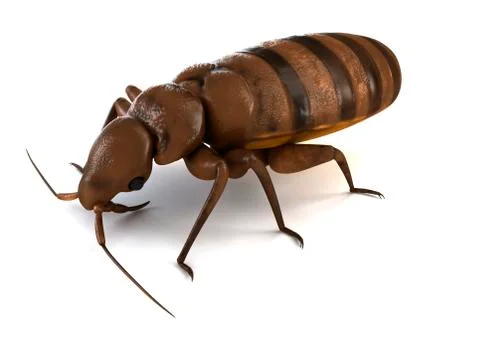 Bed bug; artwork Illustrazione stock