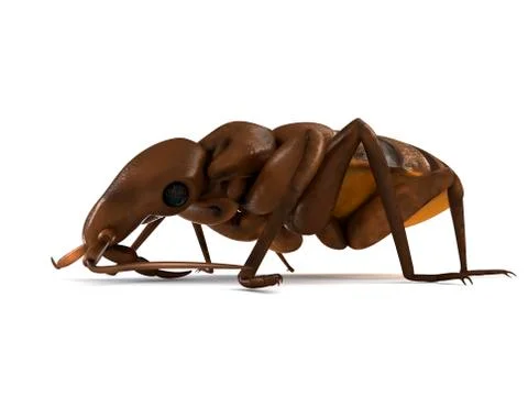 Bed bug; artwork Stock Illustration