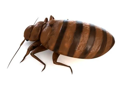 Bed bug; artwork Illustrazione stock