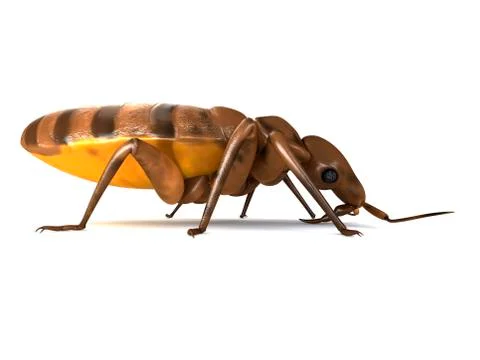 Bed bug; artwork Stock Illustration