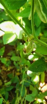 Bed bug attacking a soybean plantation Foto stock