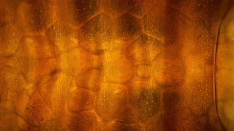 Bed bug Cimex lectularius under a microscope. Work of internal organs is visible 스톡 동영상 160408074