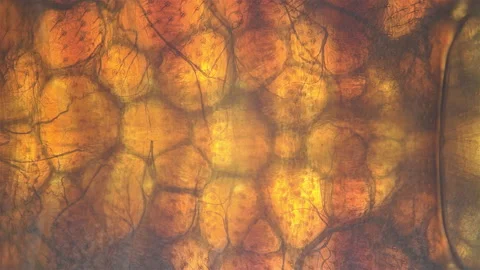 Bed bug Cimex lectularius under a microscope. Work of internal organs is visible 스톡 동영상 160408972