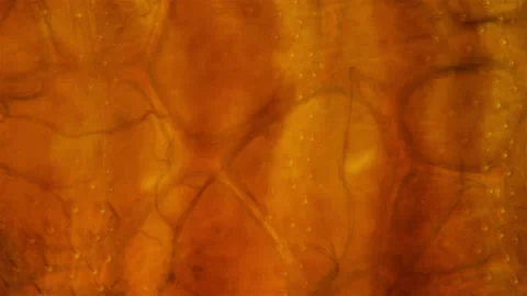 Bed bug Cimex lectularius under a microscope. Work of internal organs is visible 스톡 동영상 160728877