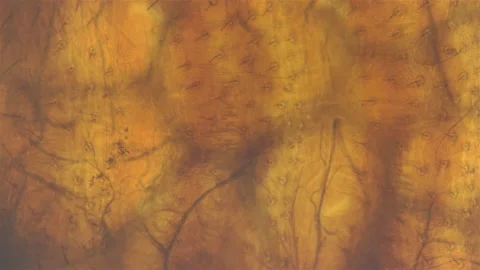 Bed bug Cimex lectularius under a microscope. 스톡 동영상 162235233