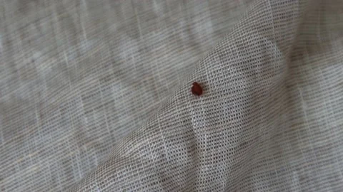 Bed bug crawling on bed linen Stockbeeldmateriaal 133572009