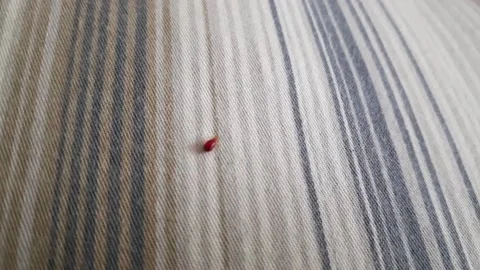 Bed bug crawling on bed linen. Bed bug crawling on pillow in bed 스톡 동영상 198312101