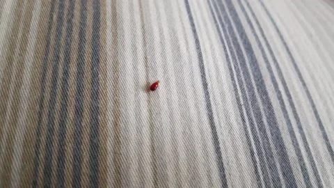 Bed bug crawling on bed linen. Bed bug crawling on pillow in bed 스톡 동영상 198384776